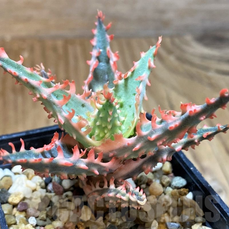SH7038 Aloe TCT hybrid