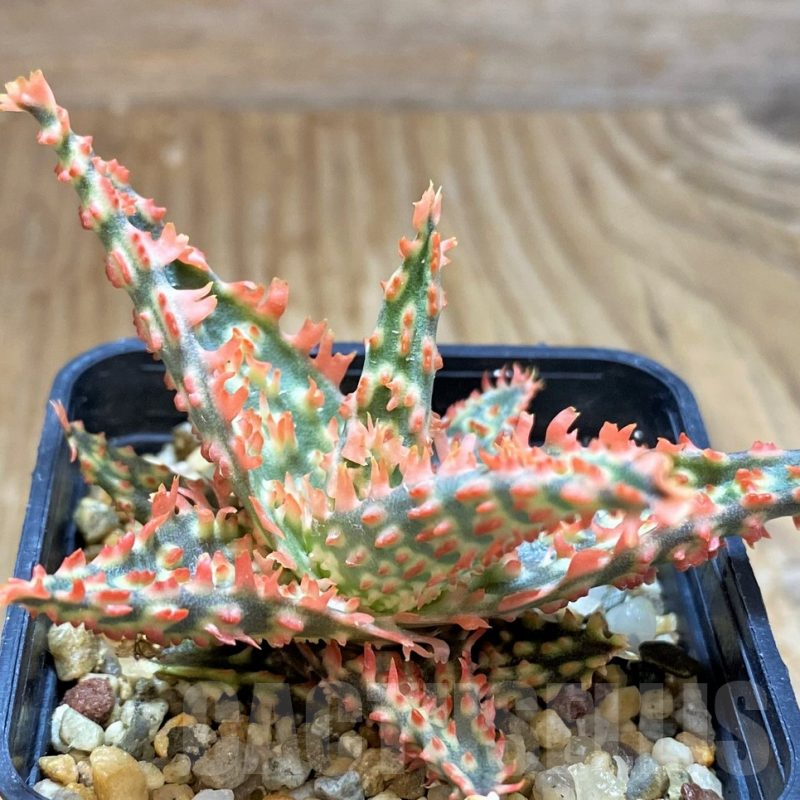 SH7039 Aloe TCT hybrid