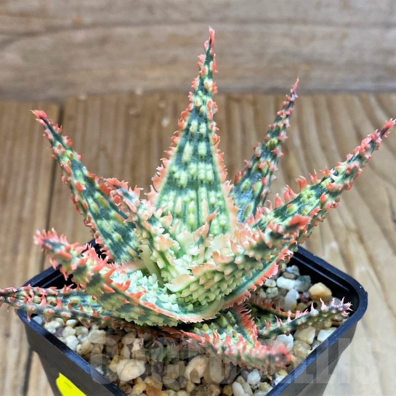 SH7041 Aloe TCT hybrid