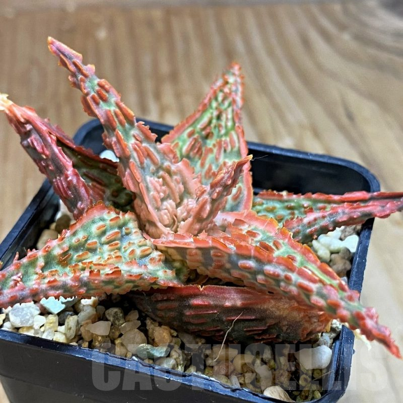 SH7042 Aloe TCT hybrid