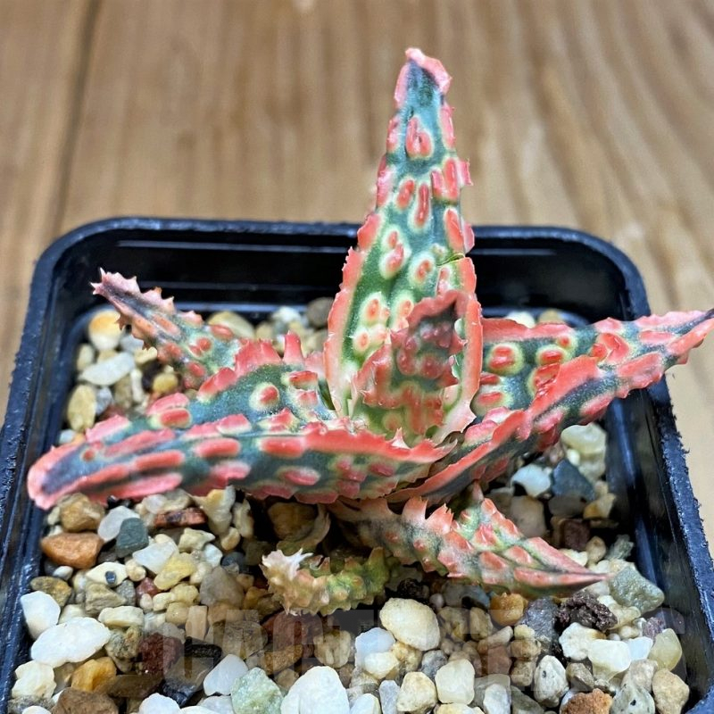 SH7043 Aloe TCT hybrid