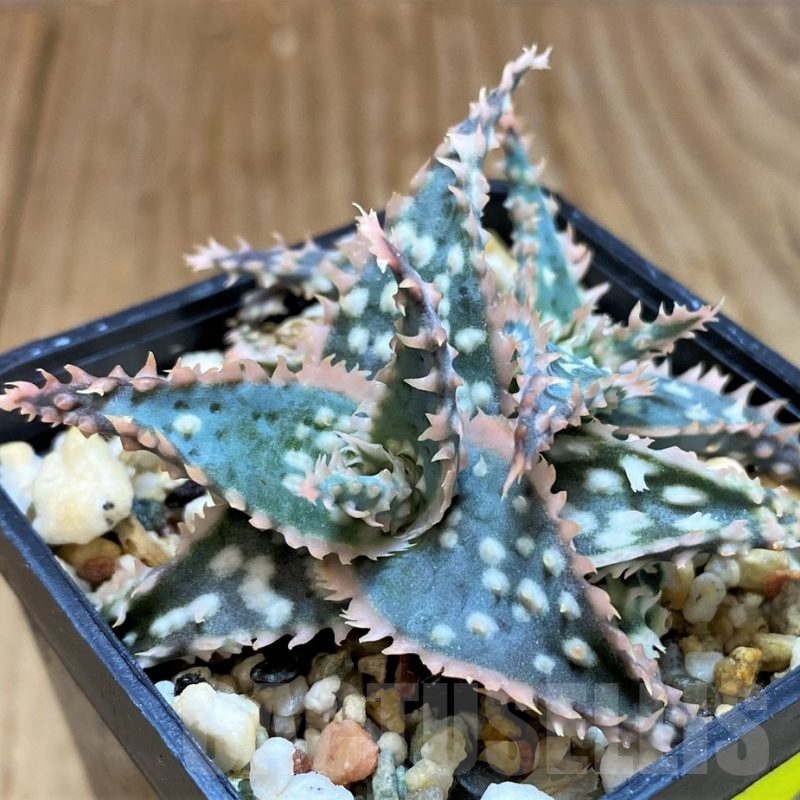 SH7047 Aloe TCT hybrid