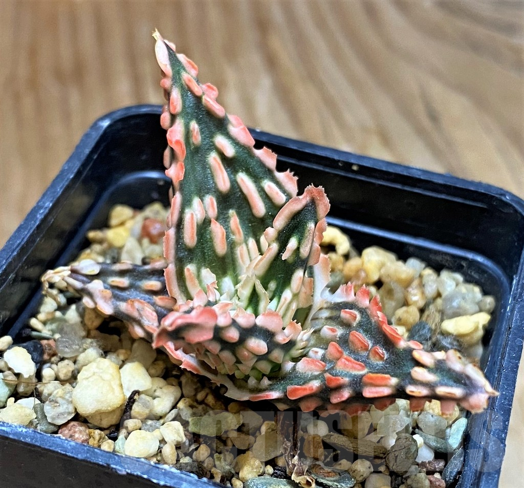 SH7048 Aloe TCT hybrid - immagine 2