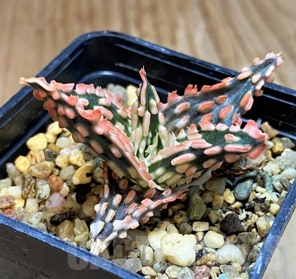 SH7048 Aloe TCT hybrid