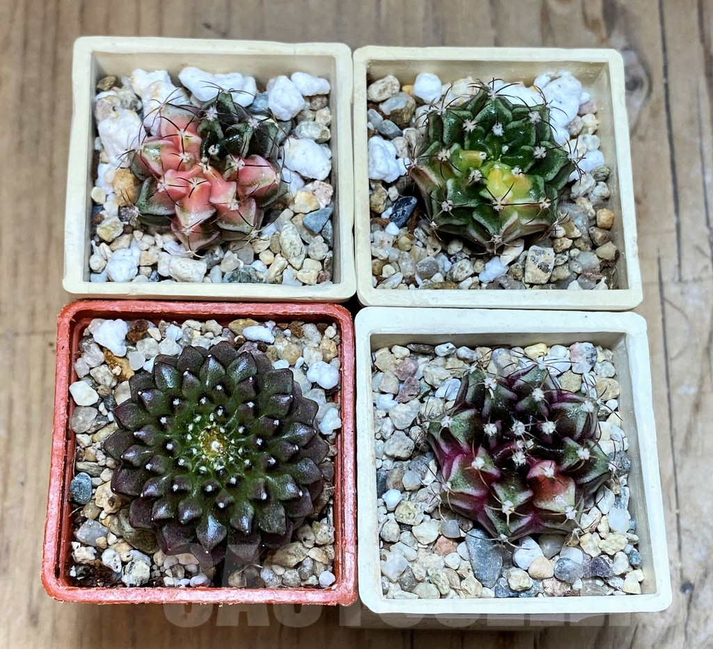 SET235 Gymnocalycium mihanovichii f. variegata, 4 plants, seedling