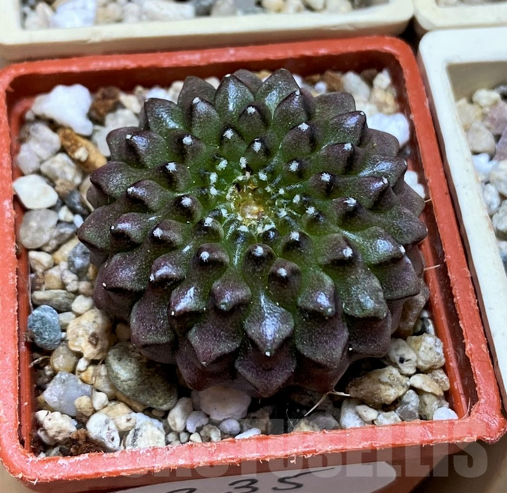 SET235 Gymnocalycium mihanovichii f. variegata, 4 plants, seedling - Зображення 2