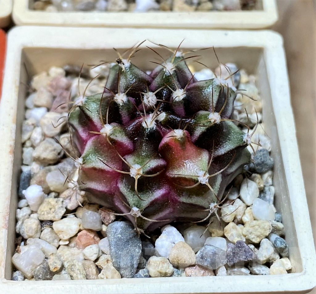 SET235 Gymnocalycium mihanovichii f. variegata, 4 plants, seedling - Зображення 5