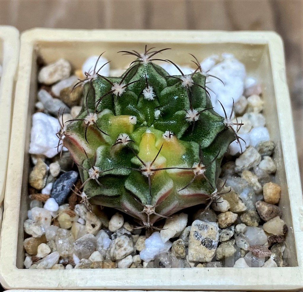 SET235 Gymnocalycium mihanovichii f. variegata, 4 plants, seedling - Зображення 6