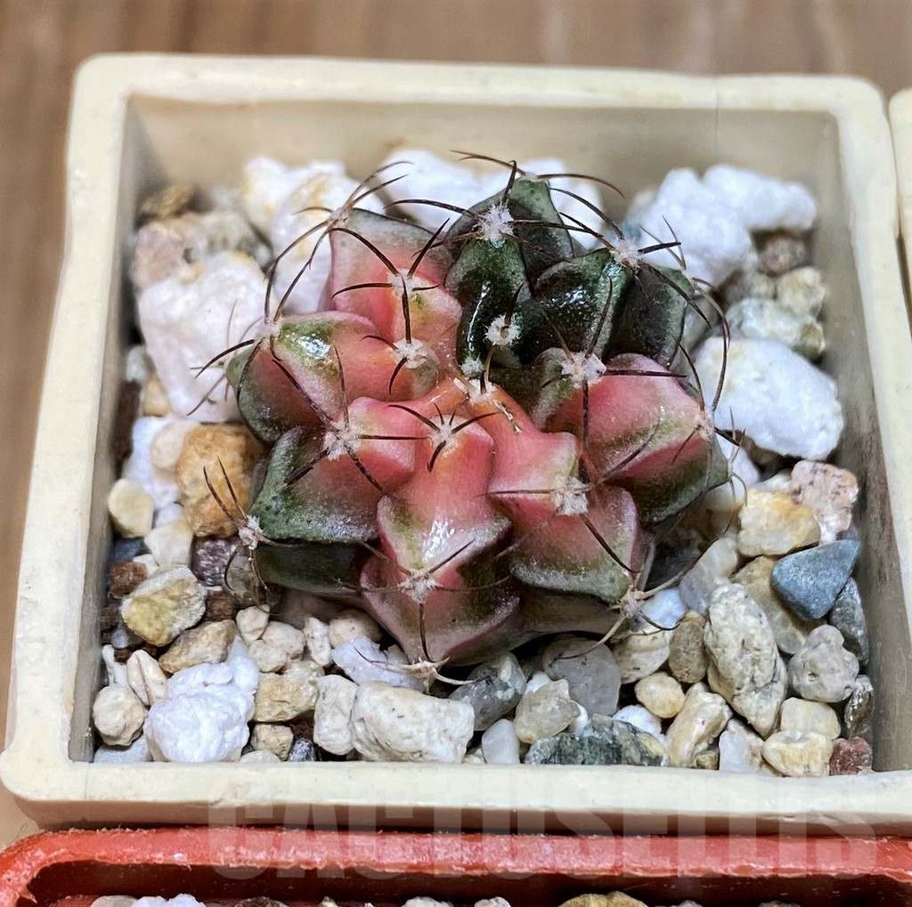 SET235 Gymnocalycium mihanovichii f. variegata, 4 plants, seedling - Зображення 4