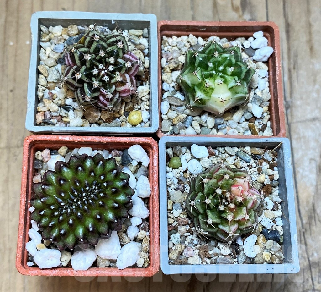 SET236 Gymnocalycium mihanovichii f. variegata, 4 plants, seedling