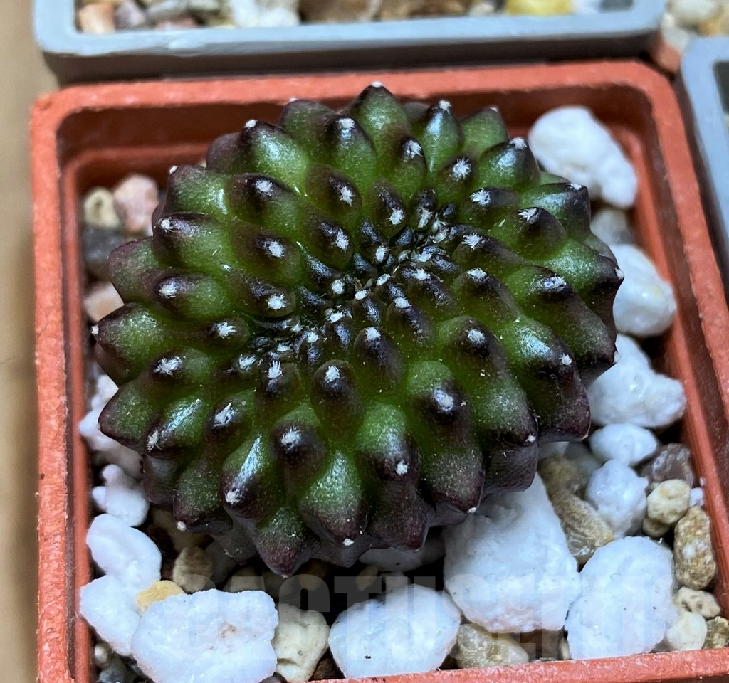 SET236 Gymnocalycium mihanovichii f. variegata, 4 plants, seedling - immagine 2