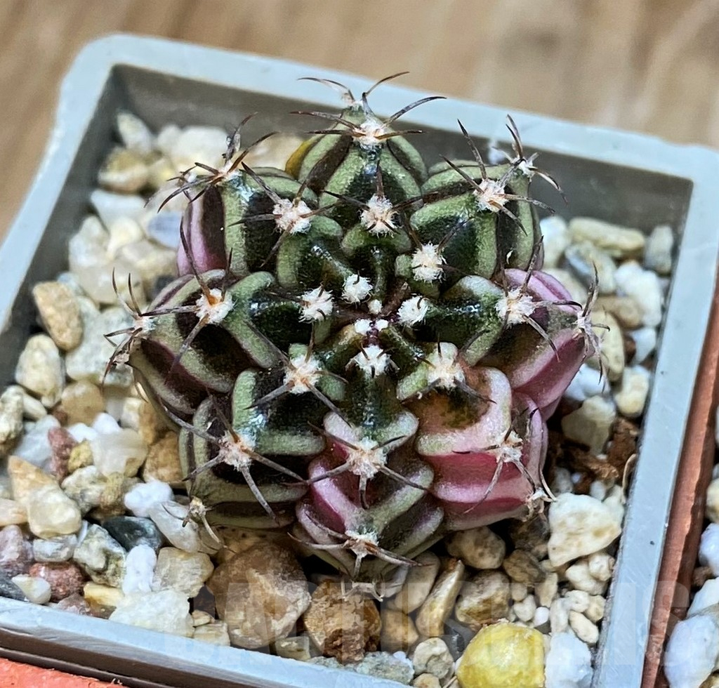 SET236 Gymnocalycium mihanovichii f. variegata, 4 plants, seedling - immagine 4
