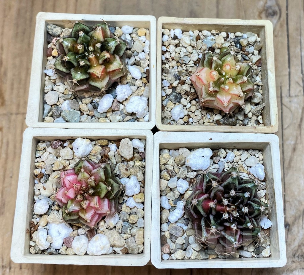 SET237 Gymnocalycium mihanovichii f. variegata, 4 plants, seedling