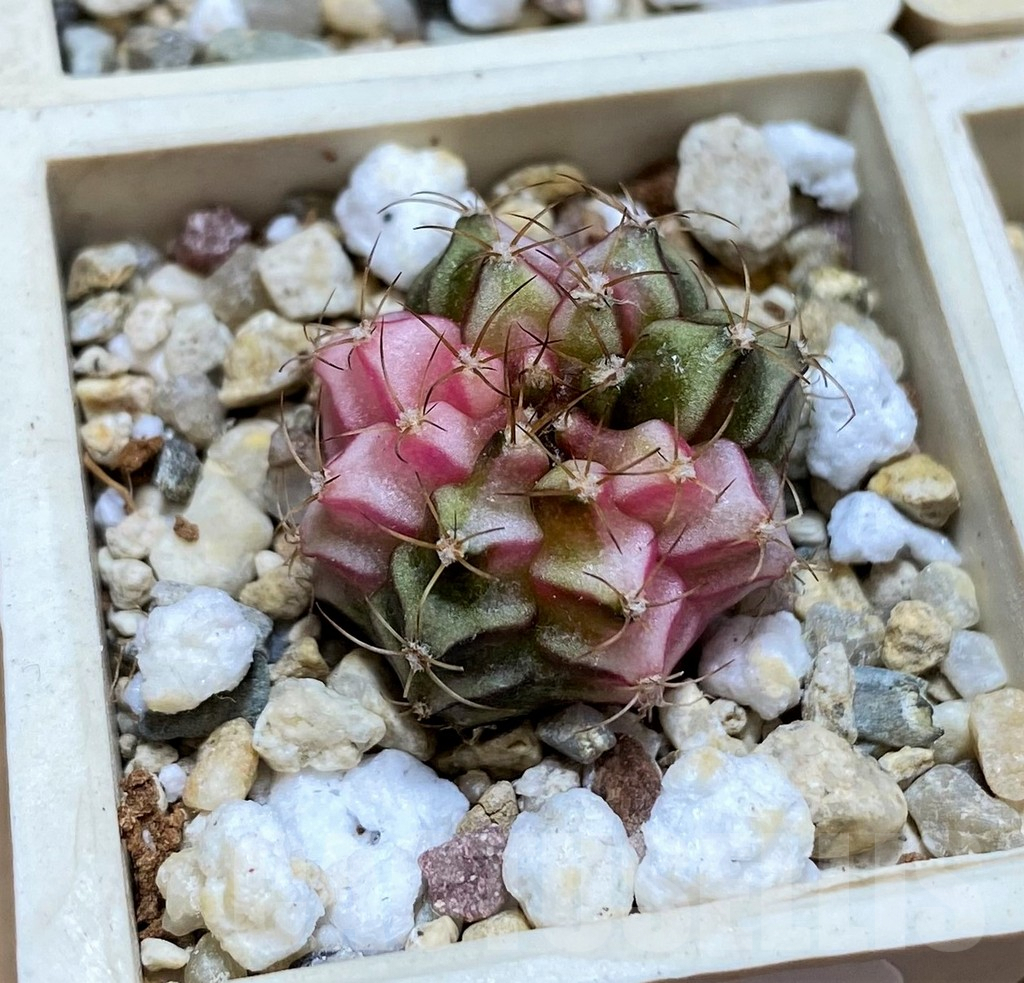 SET237 Gymnocalycium mihanovichii f. variegata, 4 plants, seedling - immagine 2