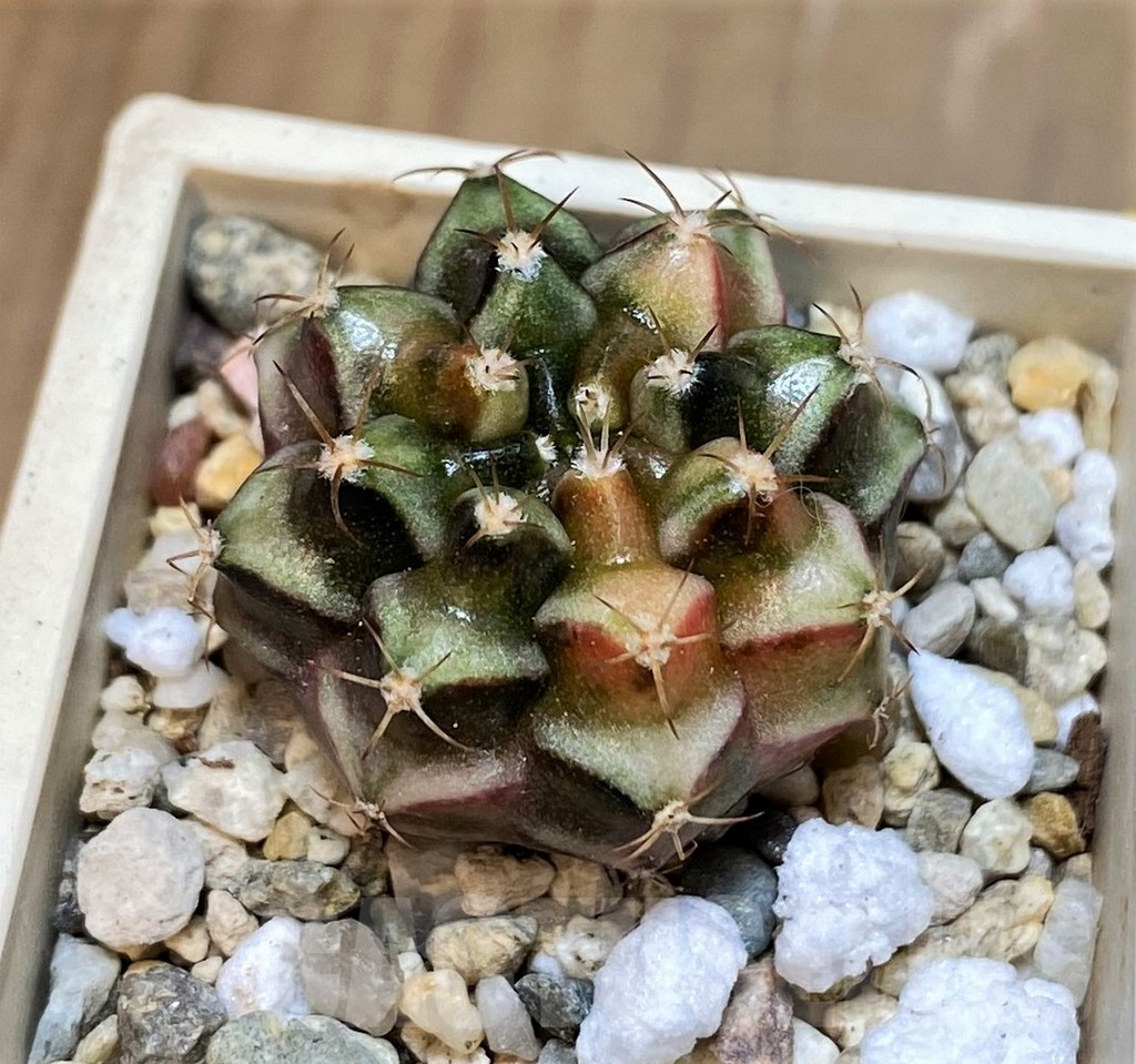 SET237 Gymnocalycium mihanovichii f. variegata, 4 plants, seedling - immagine 5