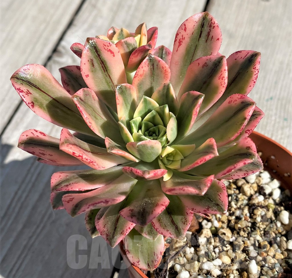 SH6993 Aeonium ‘Sweet Tea’ f. variegata