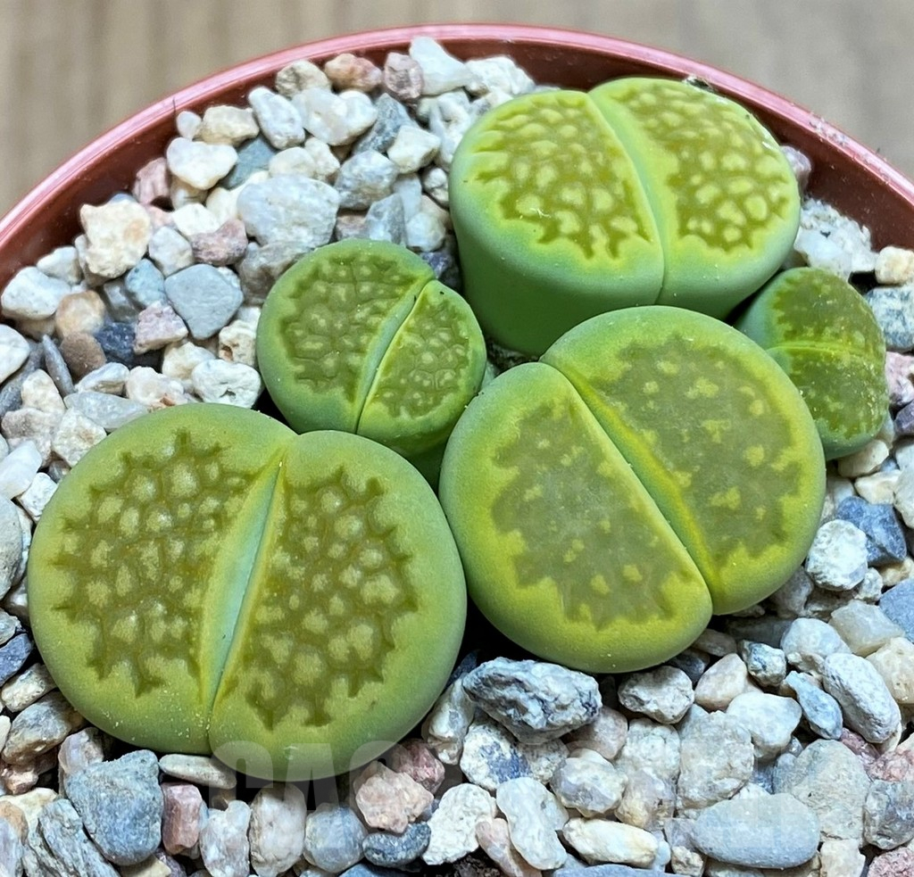 SH7000 Lithops hallii 'Green Soapstone'