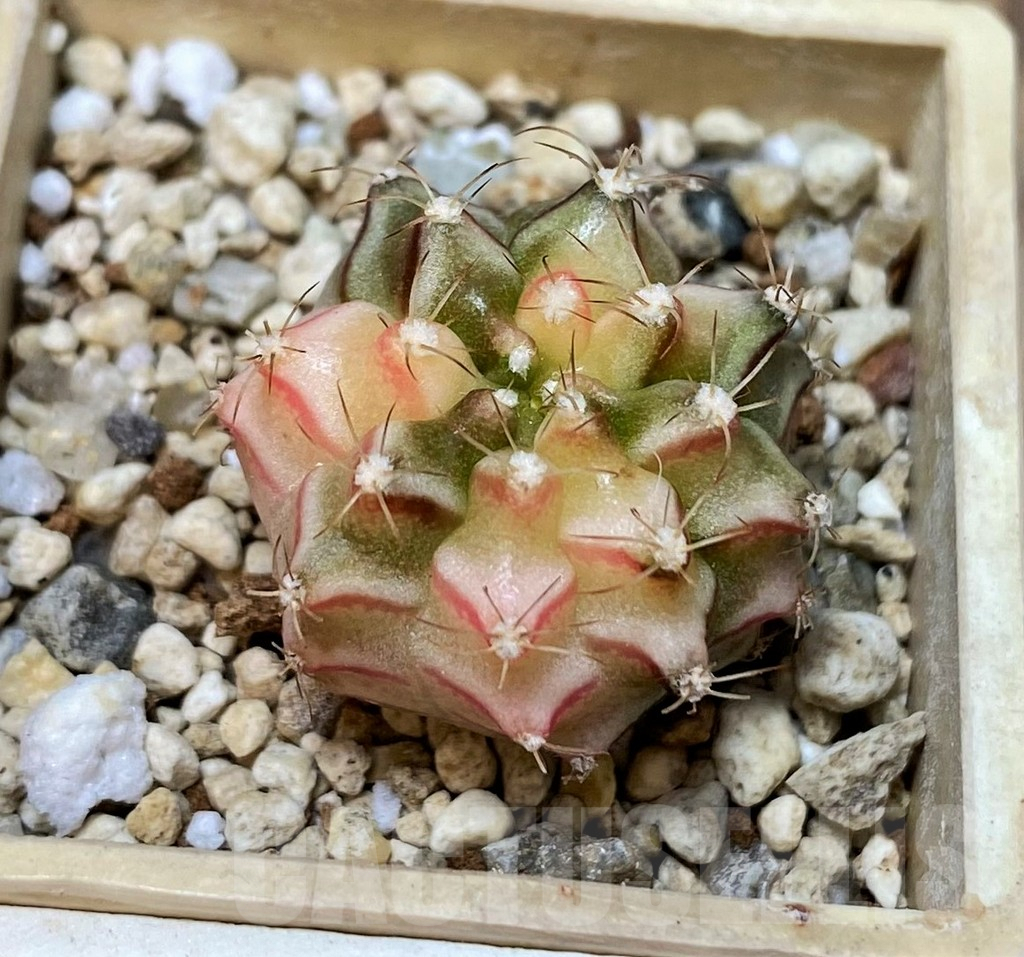 SET237 Gymnocalycium mihanovichii f. variegata, 4 plants, seedling - immagine 4