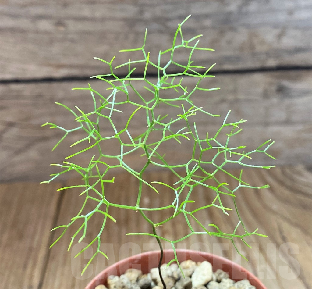 SH7002 Schizobasis intricata ES21689