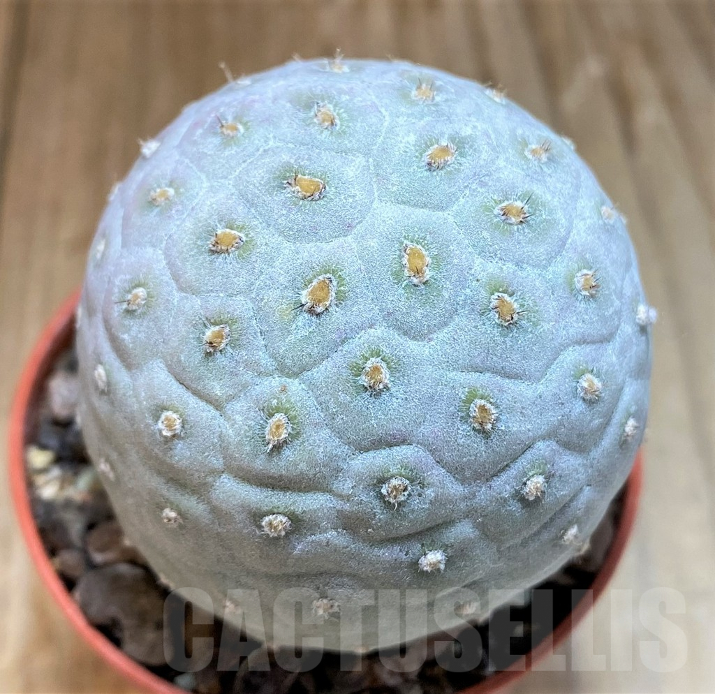SH7003 Tephrocactus geometricus