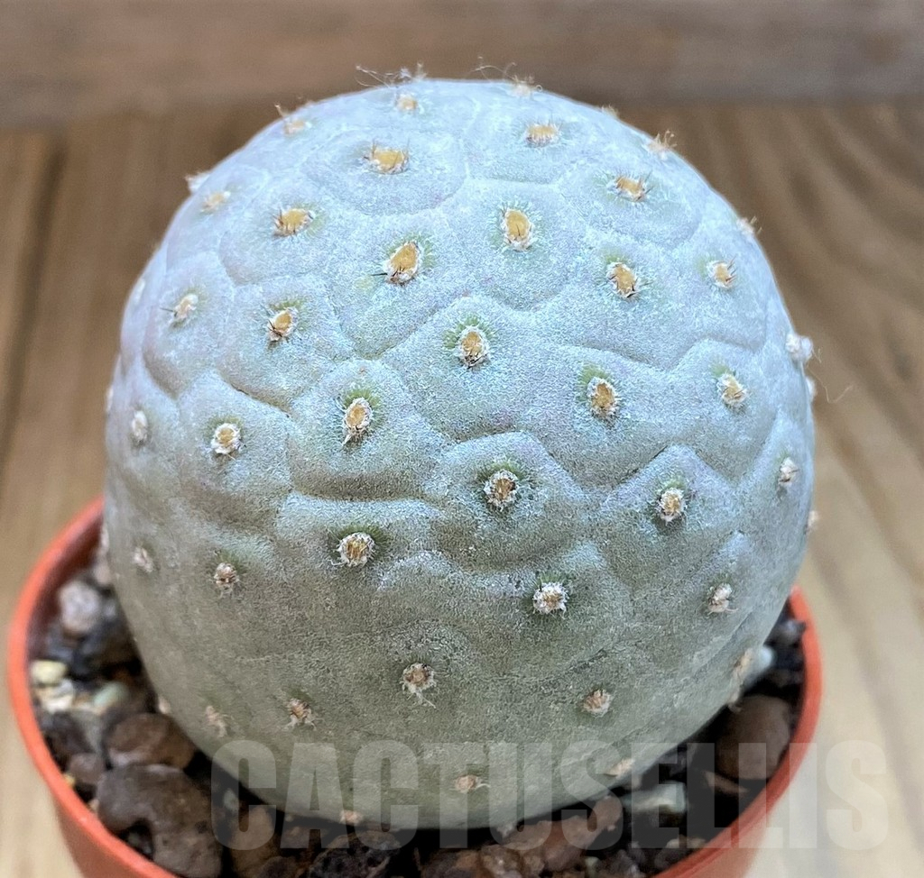 SH7003 Tephrocactus geometricus - Image 2