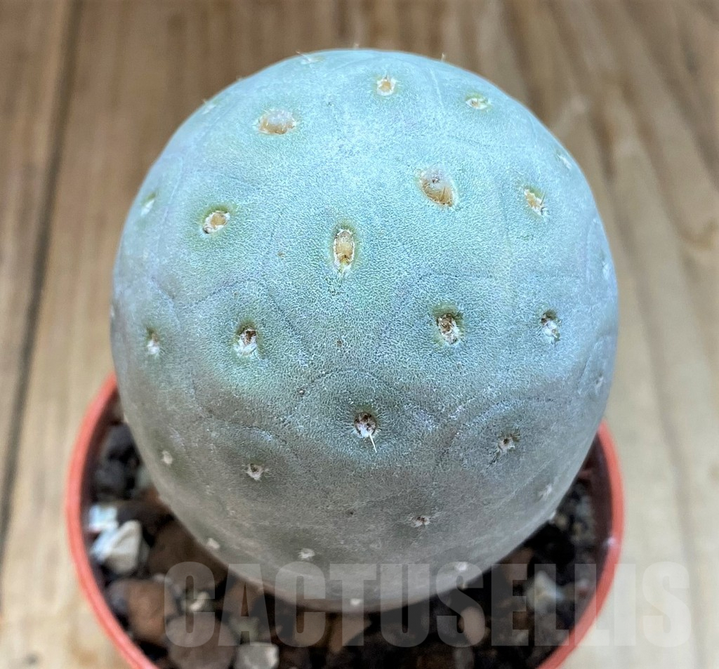 SH7004 Tephrocactus geometricus