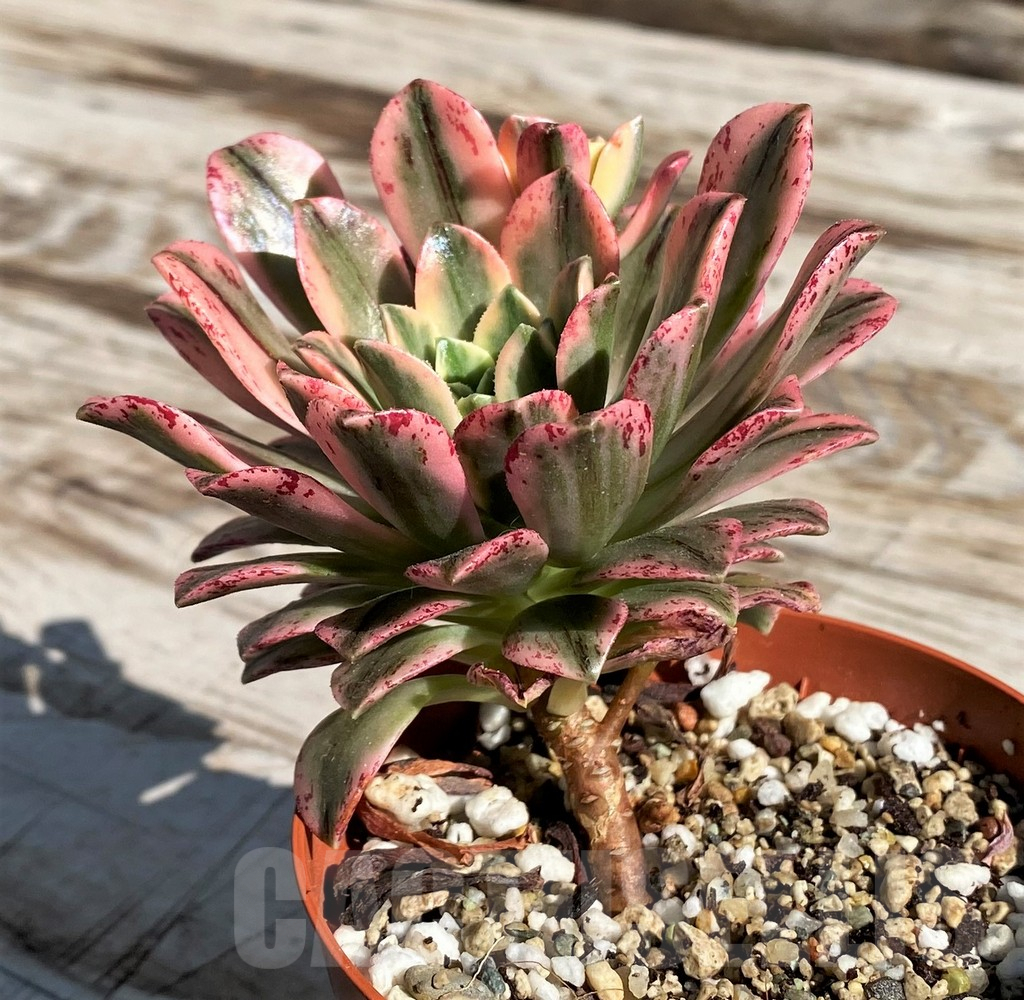 SH6993 Aeonium ‘Sweet Tea’ f. variegata - Image 2