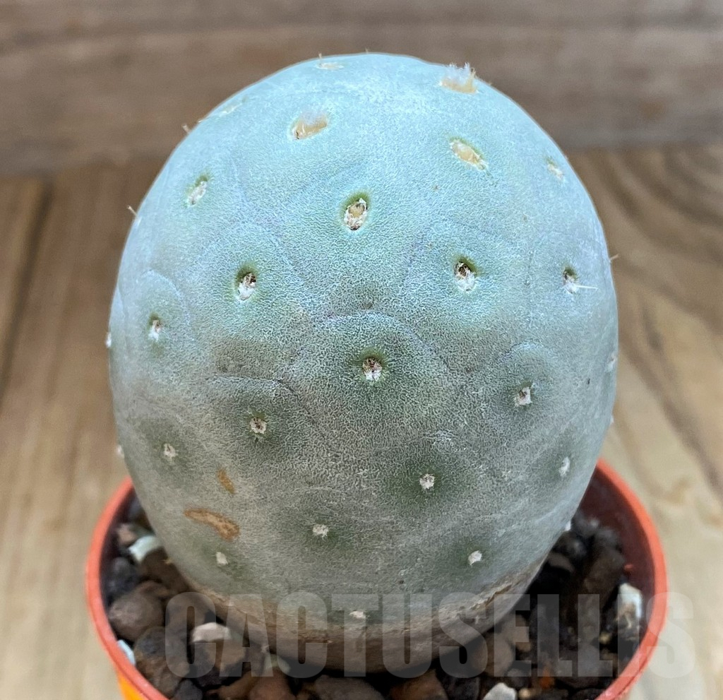 SH7004 Tephrocactus geometricus - Imagen 2