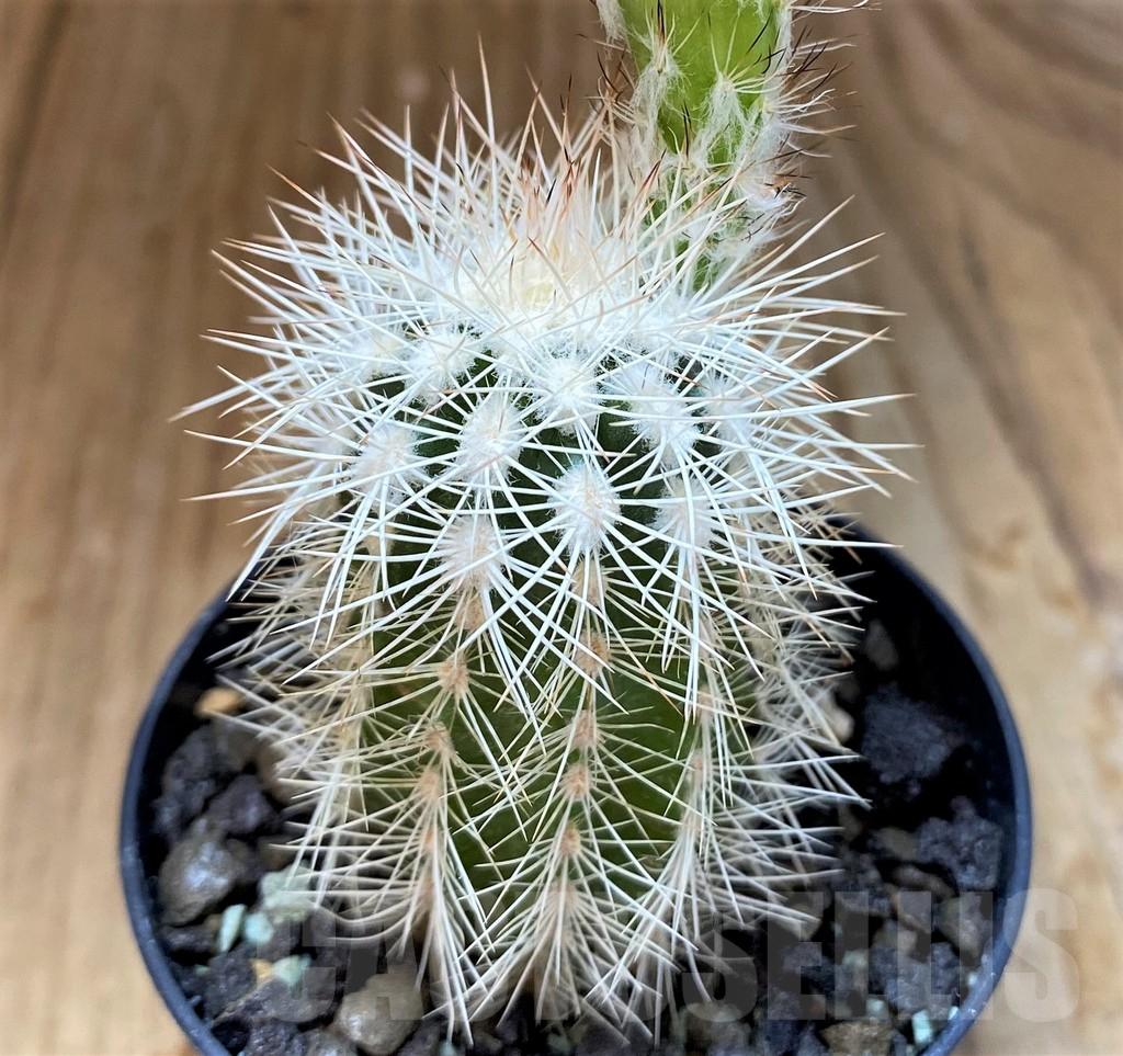 SH7006 Echinocereus baileyi v. albispinus