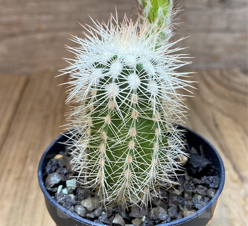 SH7006 Echinocereus baileyi v. albispinus - Зображення 2