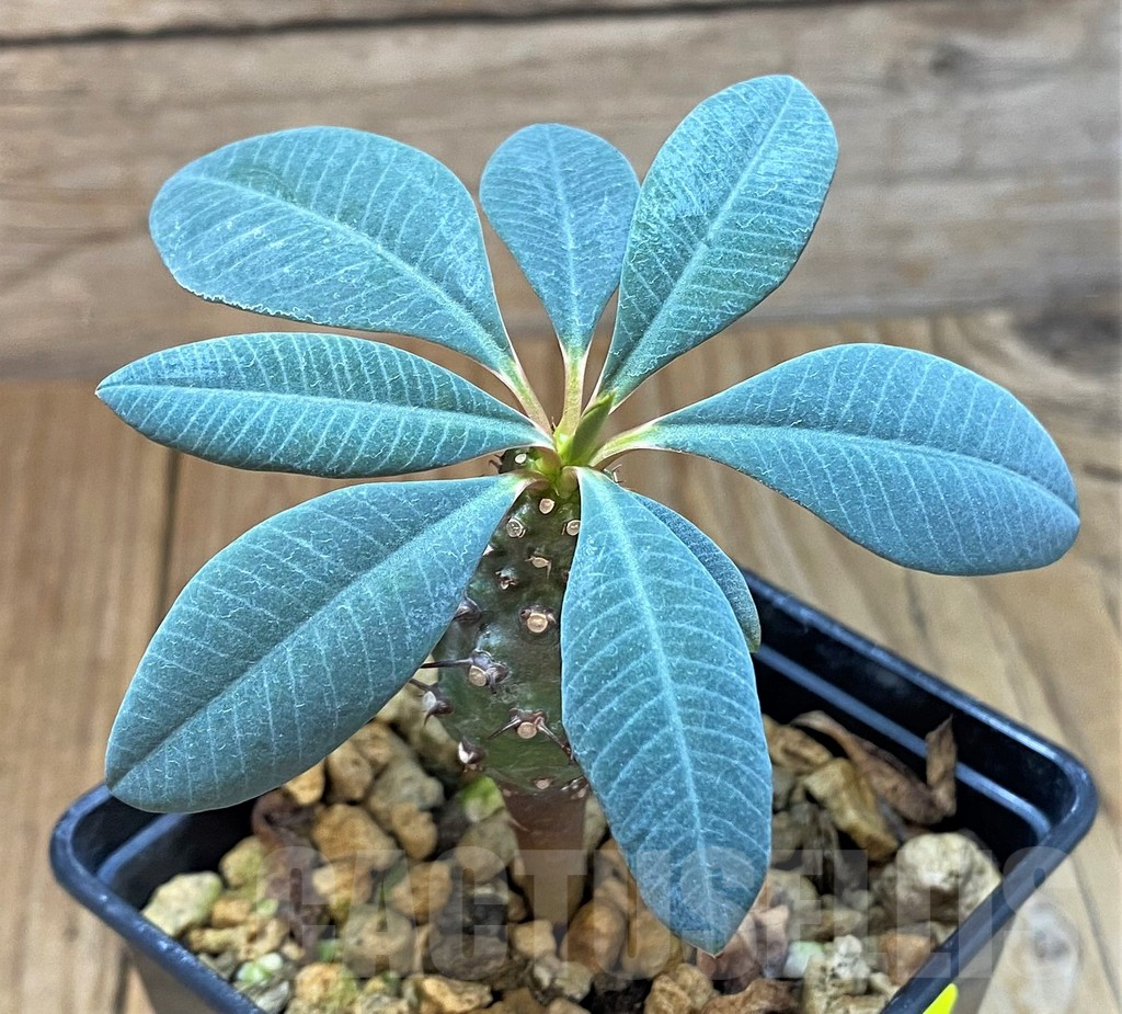 SH7009 Euphorbia pachypodioides