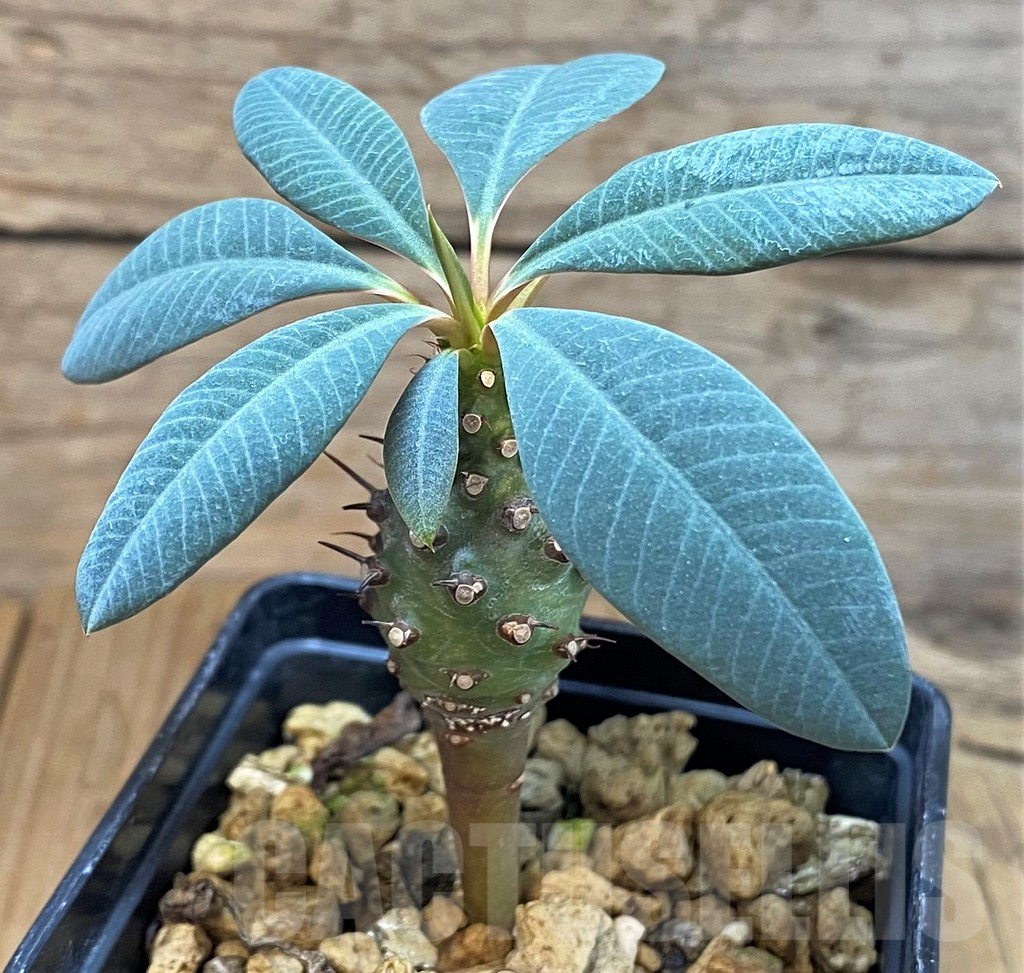 SH7009 Euphorbia pachypodioides - Imagen 2