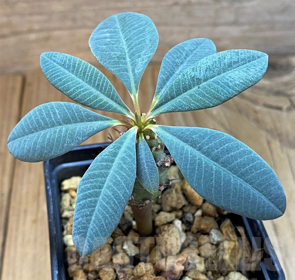 SH7009 Euphorbia pachypodioides - Imagen 3