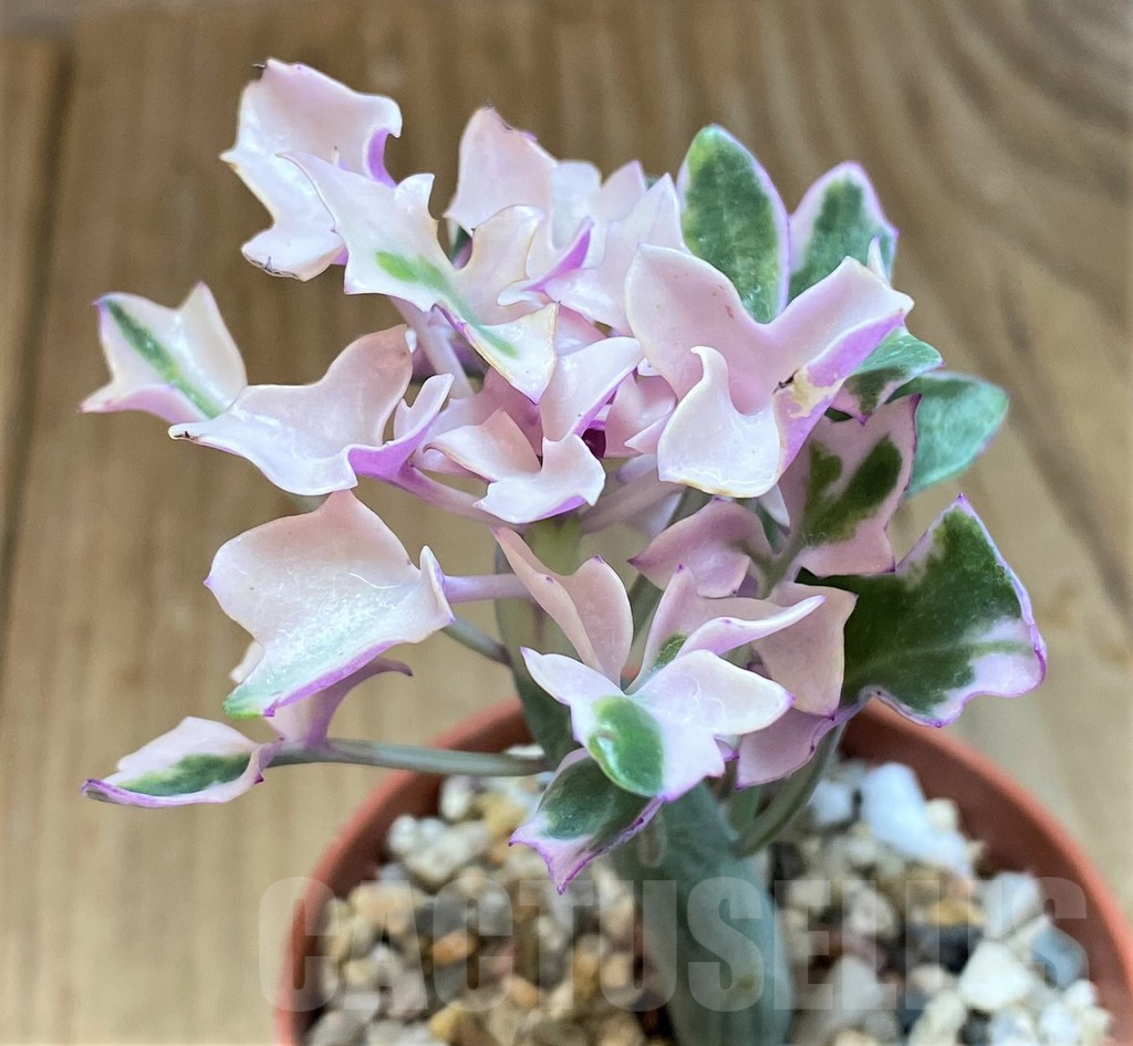 SH7010 Senecio articulatus f. variegata