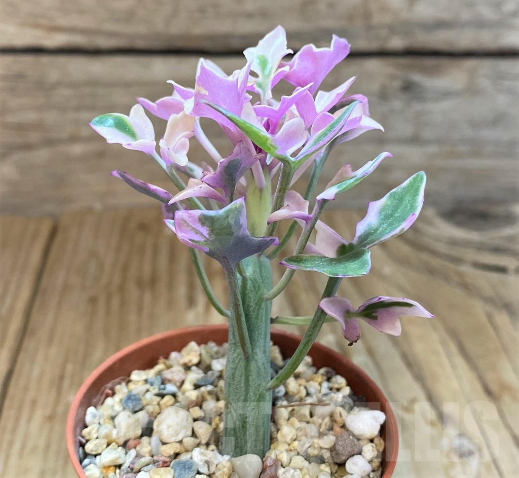 SH7010 Senecio articulatus f. variegata - Image 2