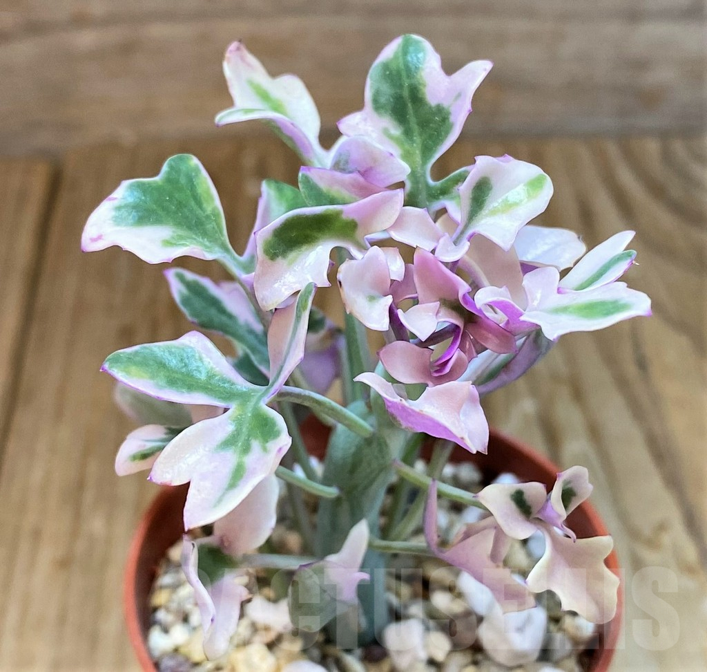 SH7011 Senecio articulatus f. variegata