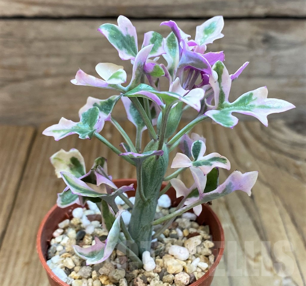 SH7011 Senecio articulatus f. variegata - Obrázek 2