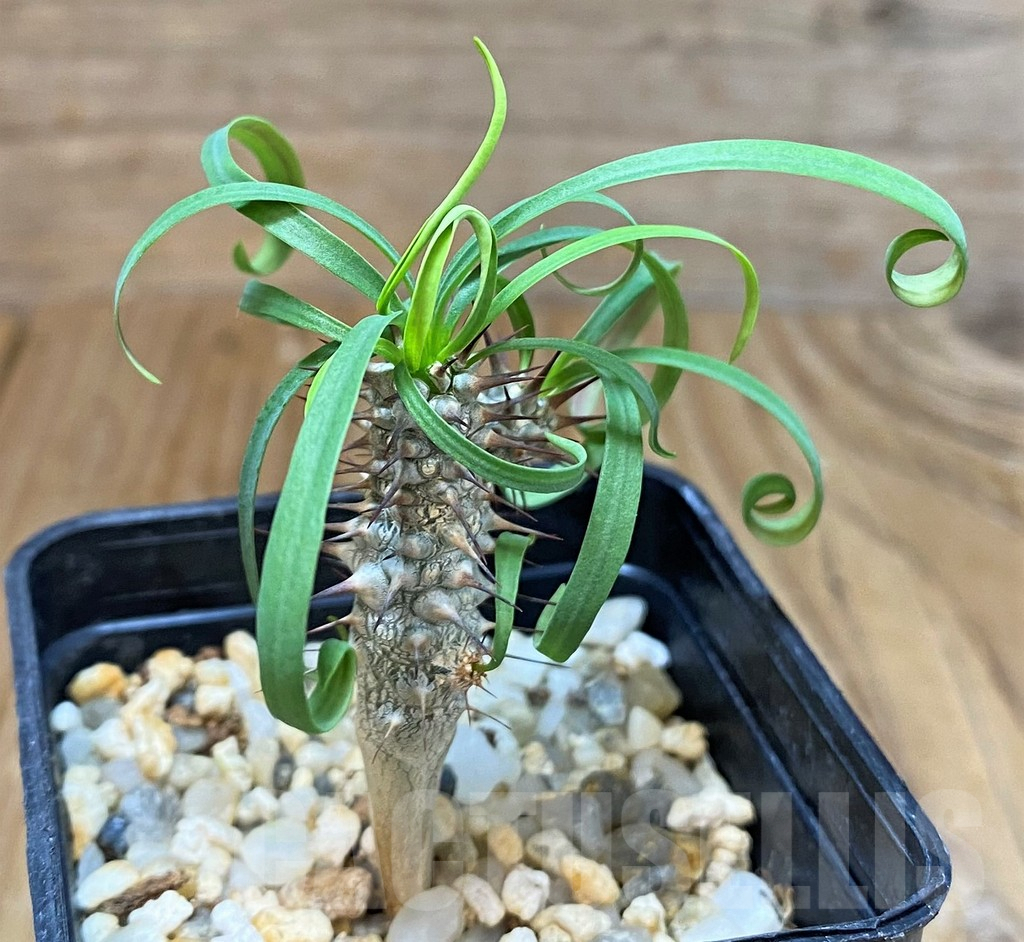 SH7013 Euphorbia gottlebei