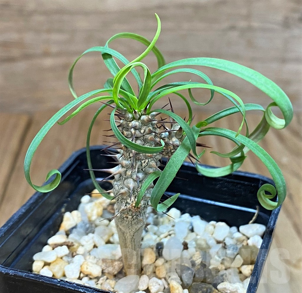 SH7013 Euphorbia gottlebei - 画像 (2)