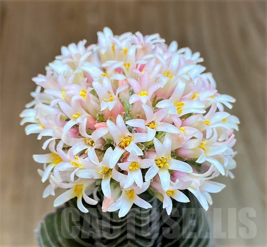 SH7014 Crassula 'Buddha's Temple'