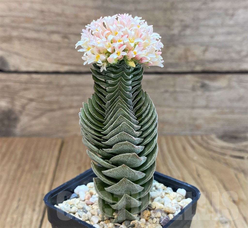 SH7014 Crassula 'Buddha's Temple' - Obrázek 2