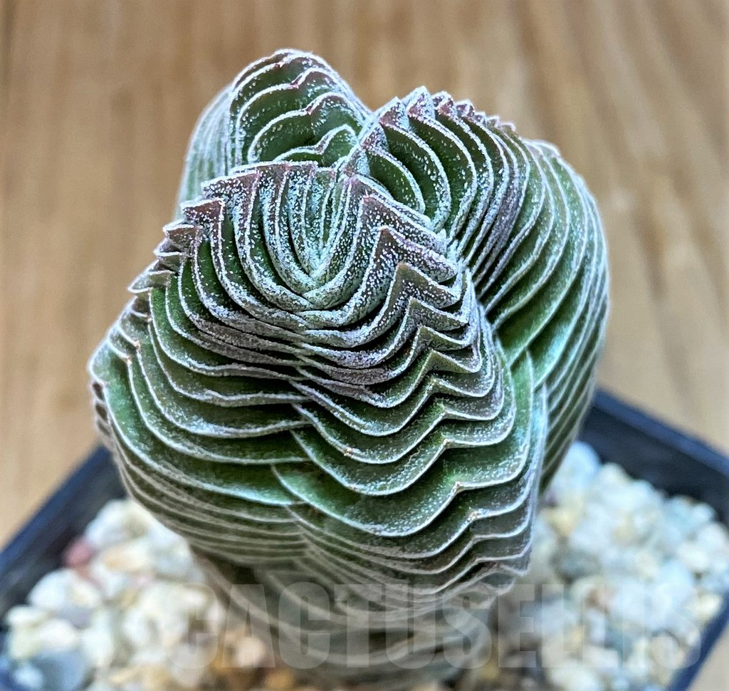 SH7016 Crassula 'Buddha's Temple'