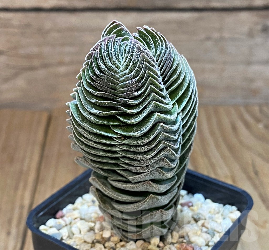 SH7016 Crassula 'Buddha's Temple' - 画像 (2)
