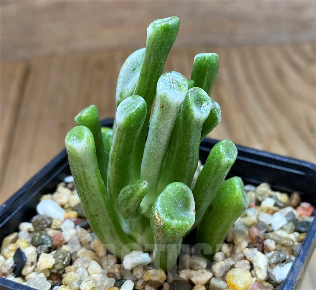 SH7017 Crassula ‘Hobbit’ f. variegata - Image 2