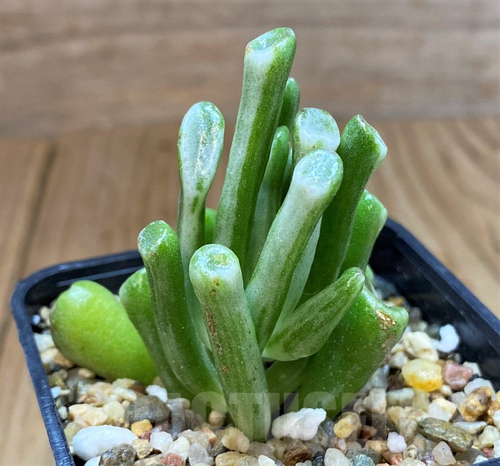 SH7017 Crassula ‘Hobbit’ f. variegata