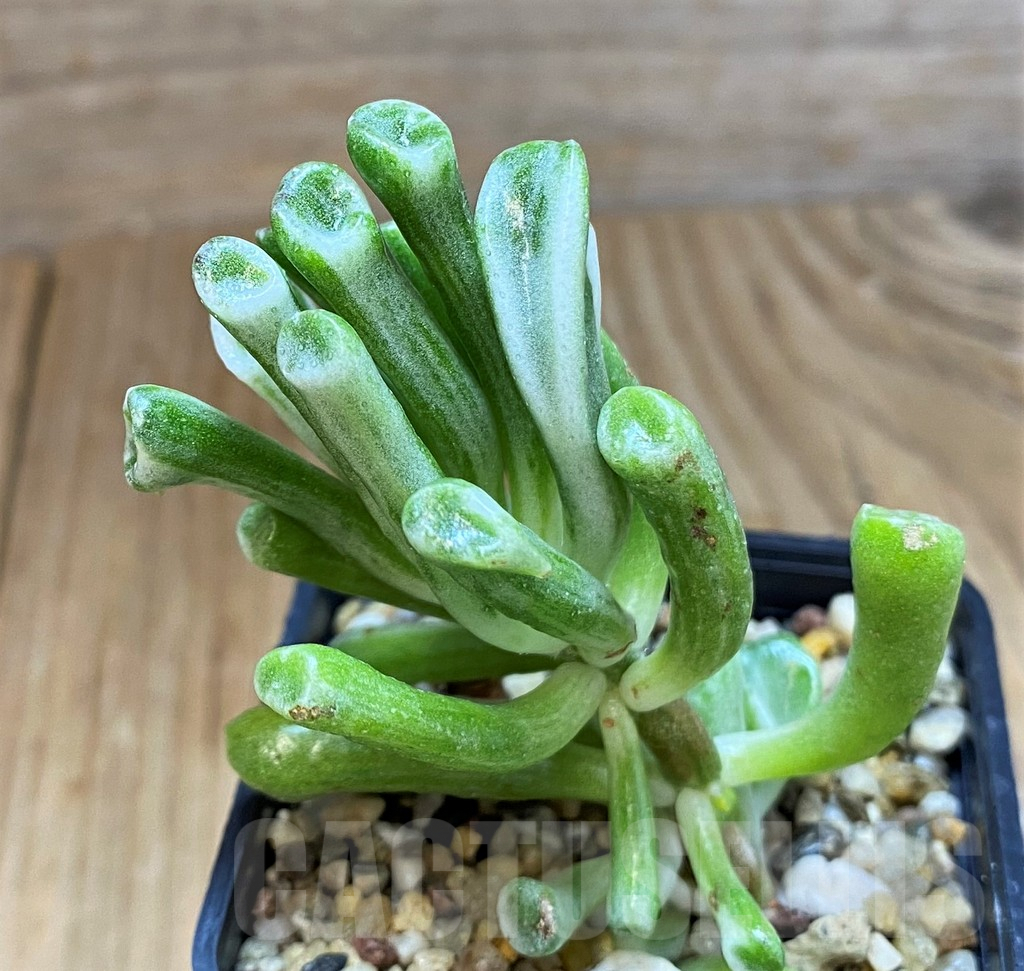 SH7018 Crassula ‘Hobbit’ f. variegata - Image 2