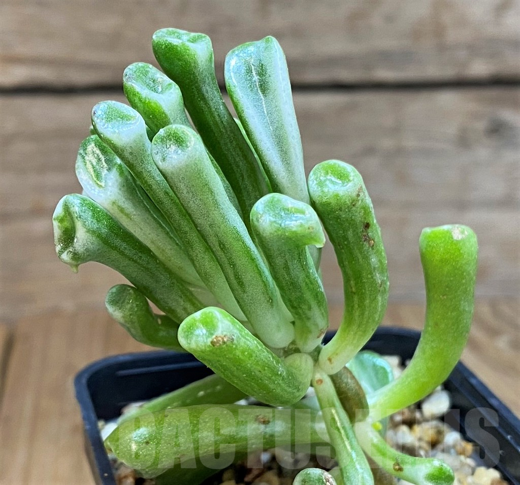 SH7018 Crassula ‘Hobbit’ f. variegata
