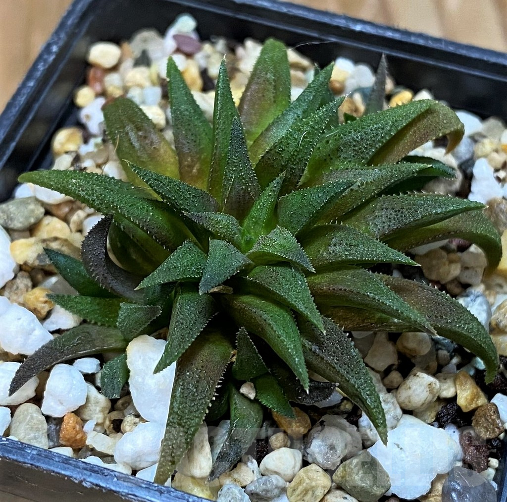 SH7020 Haworthia parksiana - Image 2
