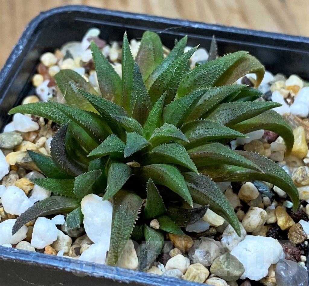 SH7020 Haworthia parksiana