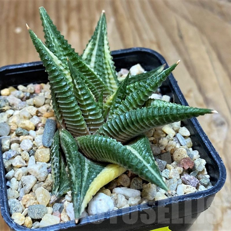 SH7024 Haworthia limifolia f. variegata